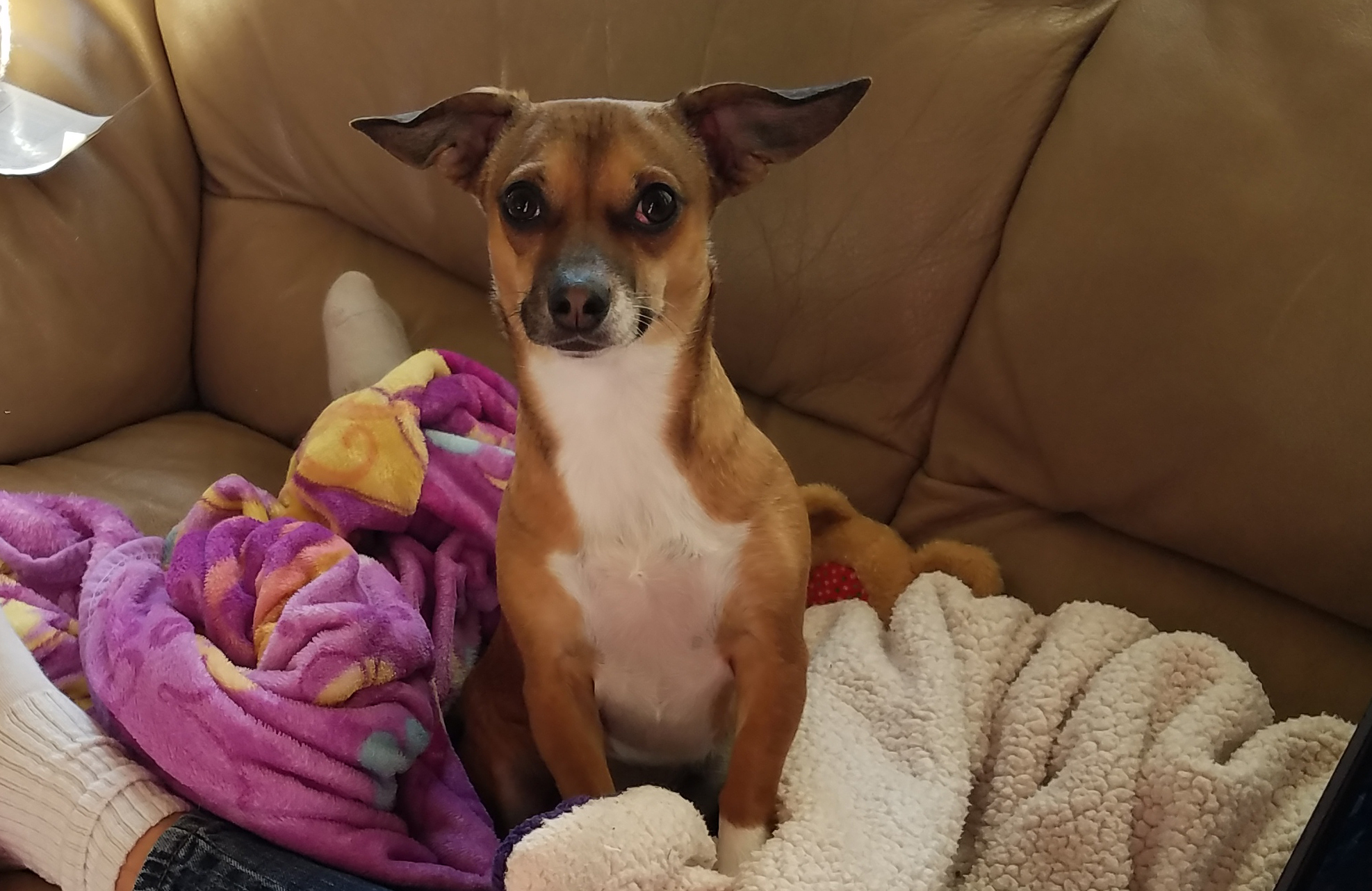 Dog