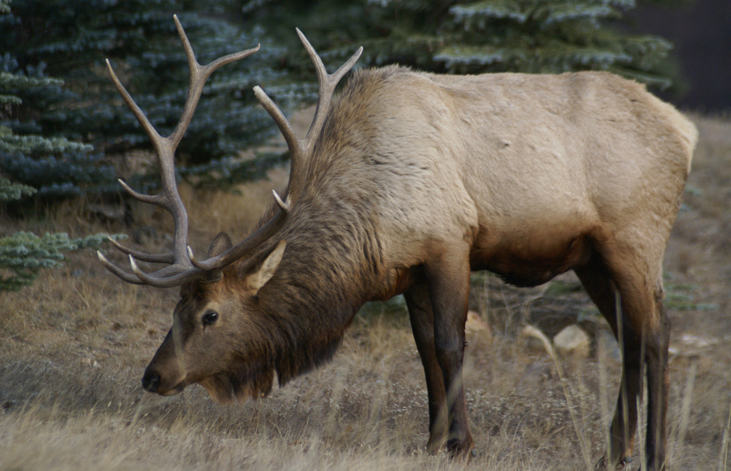 Image take in Estes Park.