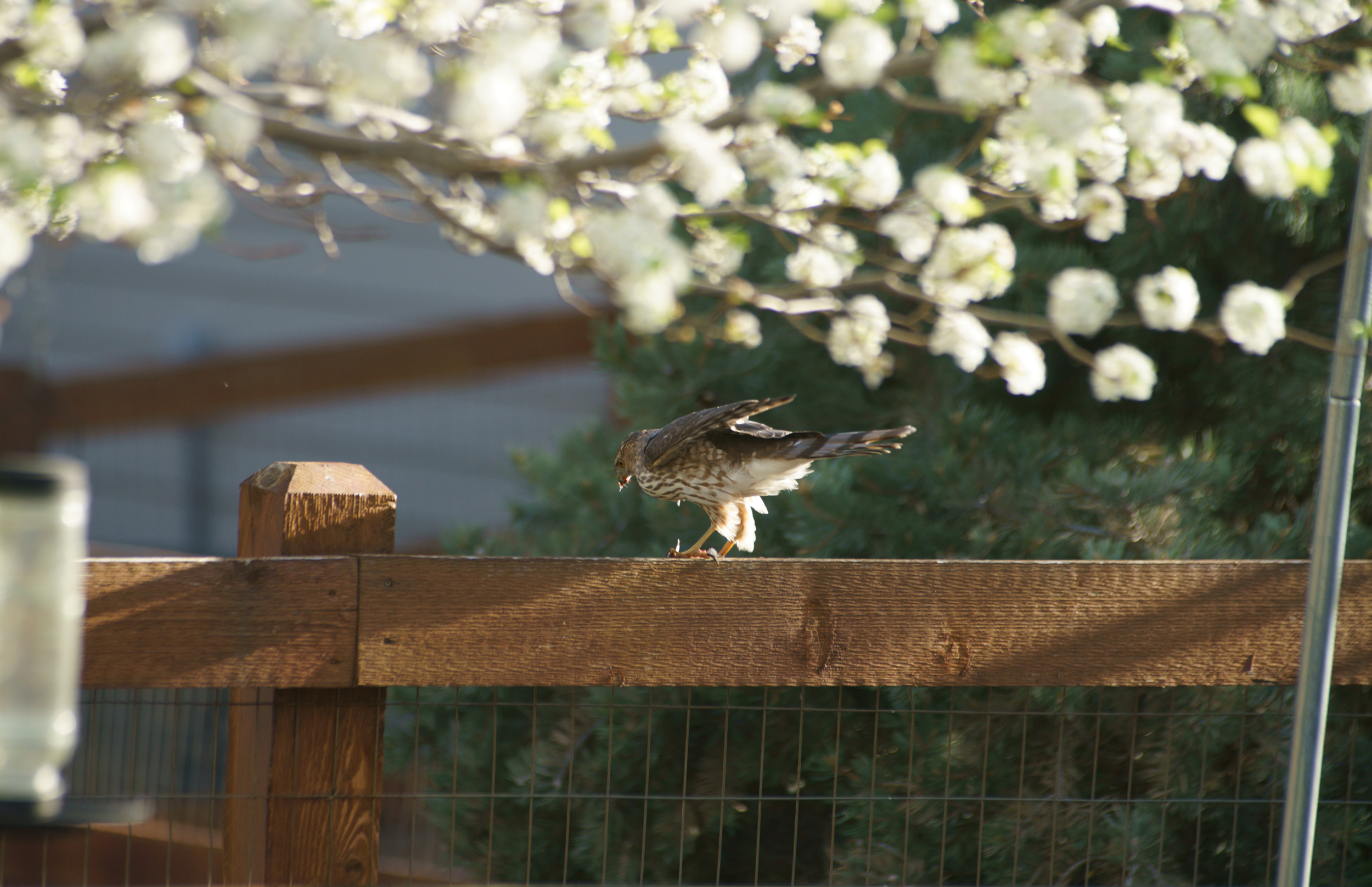 Image taken in my back yard in Observatory Village